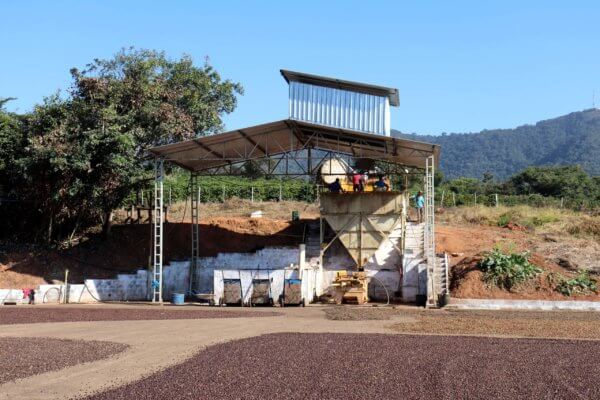 Séchage des cerises de café au Brésil
