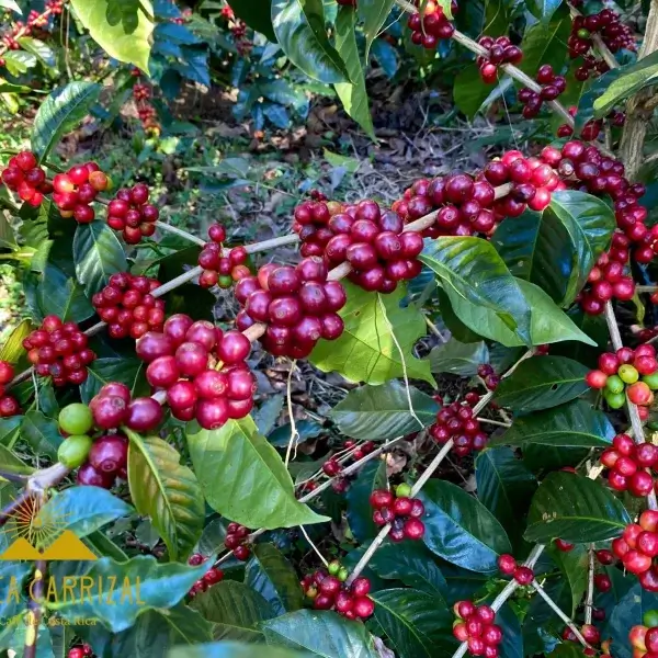 Café du Costa Rica – Image 3