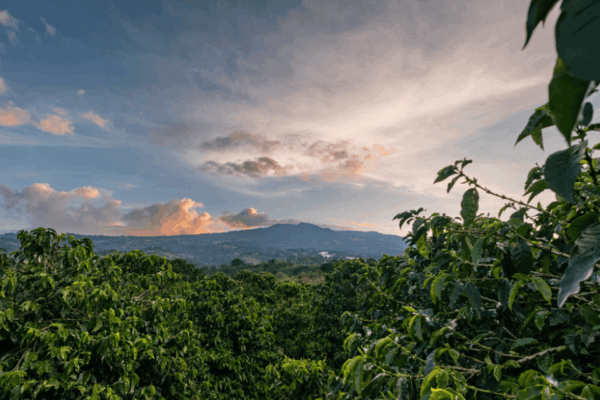 Café du Costa Rica – Image 4