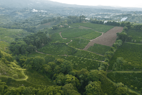 Café du Costa Rica – Image 5