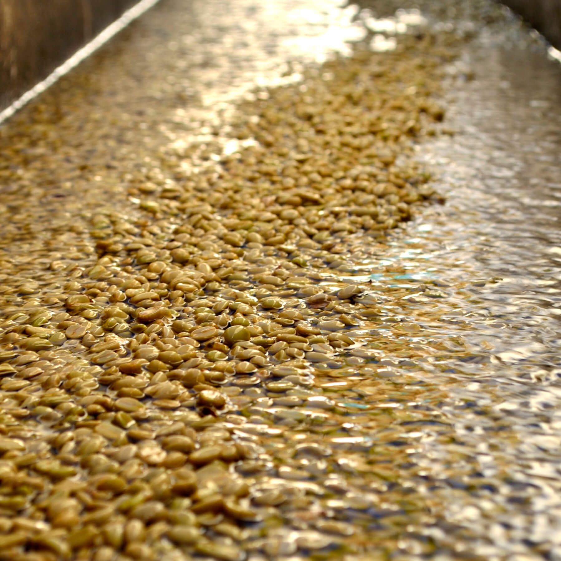 Café du Guatemala – Image 3